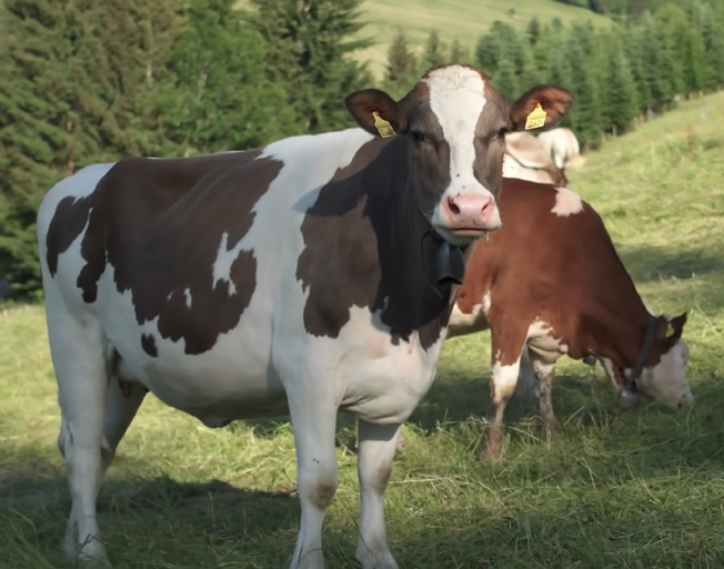 Cows in a field